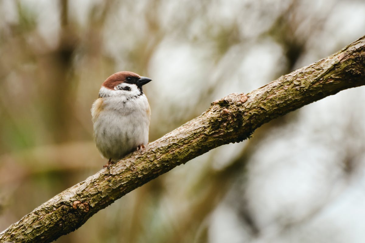 Sparrows At Bird Feeders